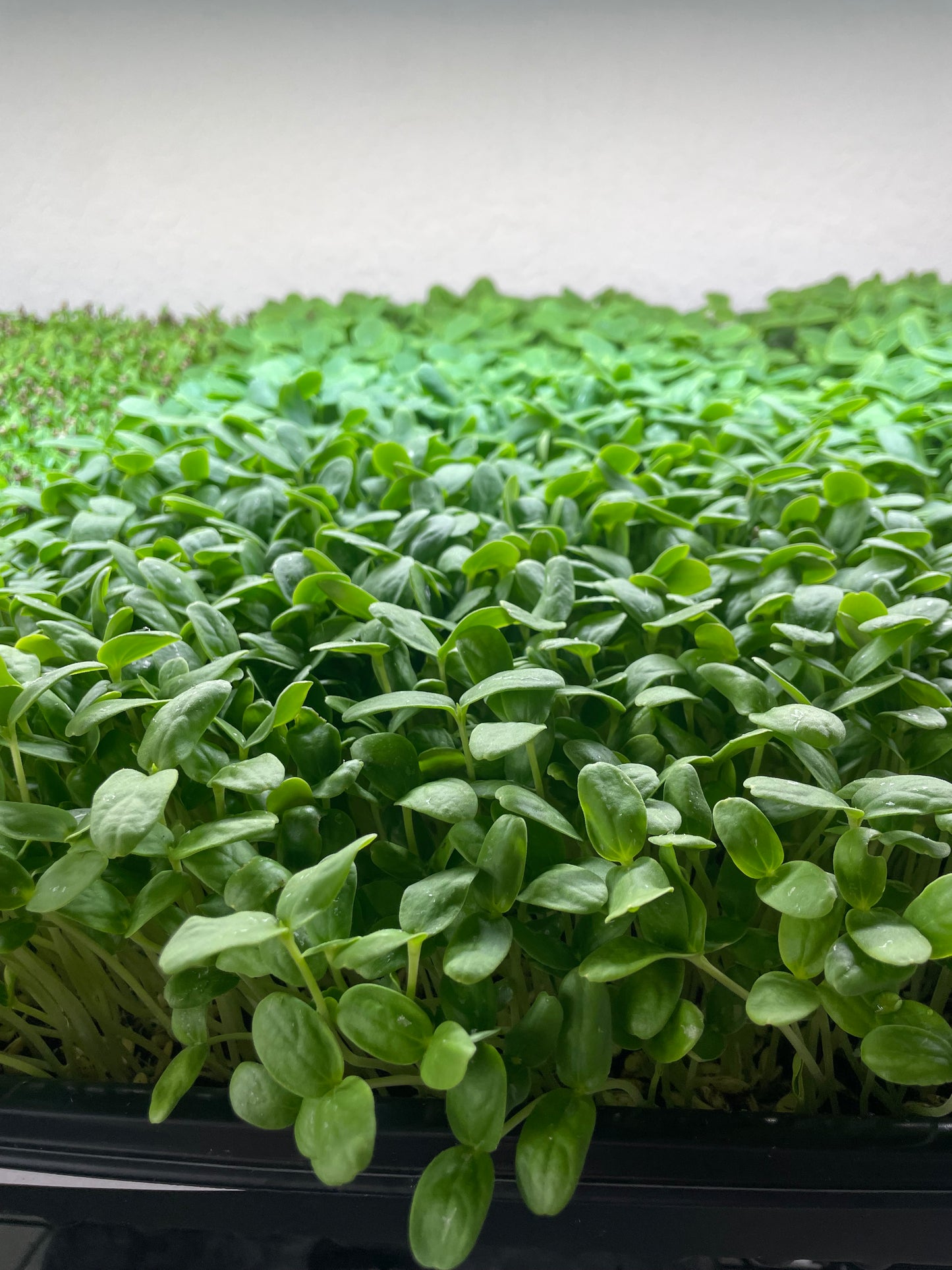 Cantaloupe Micro Greens