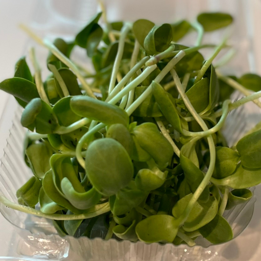 Sunflower Micro Greens