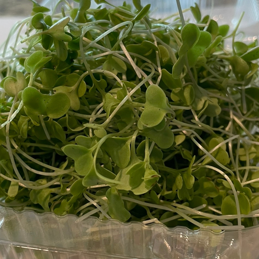 Broccoli Micro Greens