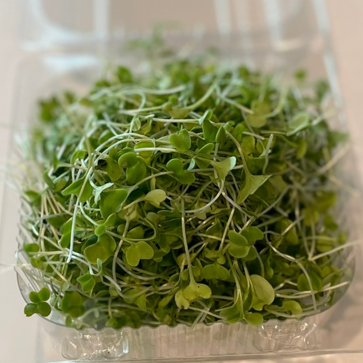 Broccoli Micro Greens