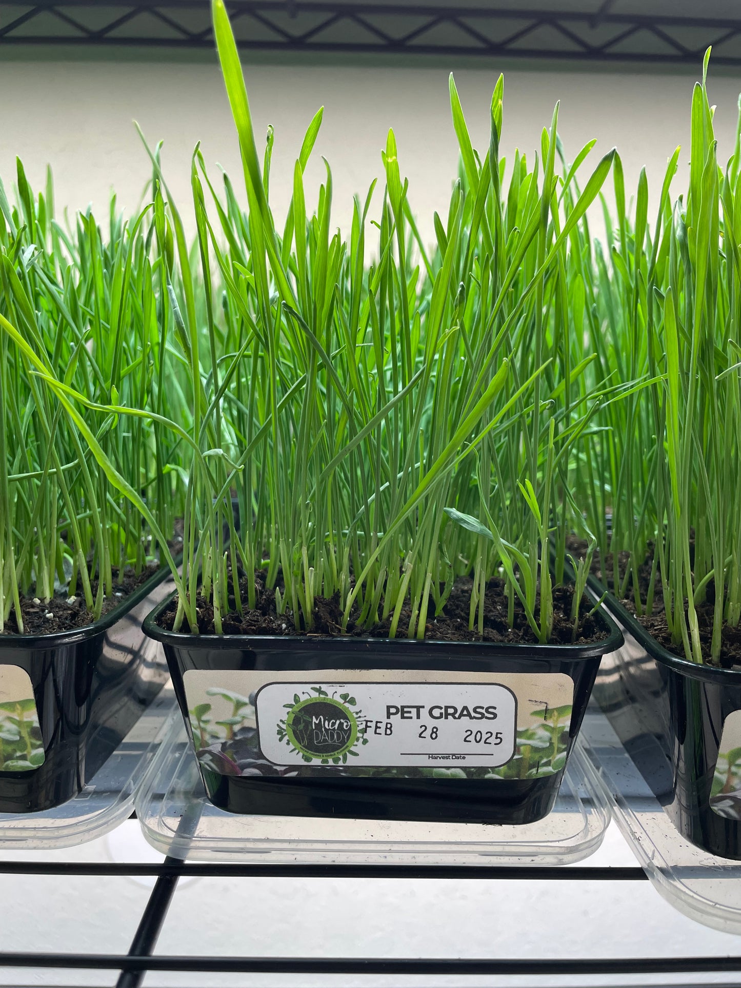 Pet Grass MicroGreens