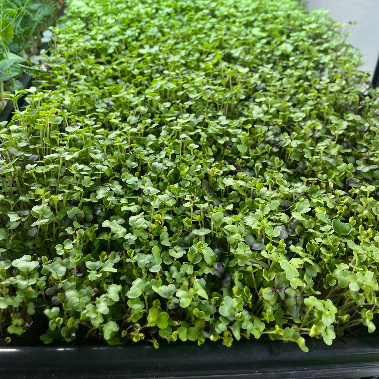 Salad Mix Micro Greens