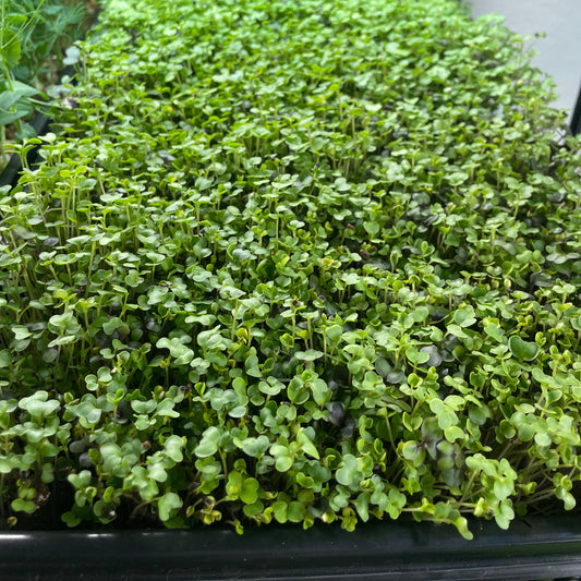 Salad Mix Micro Greens