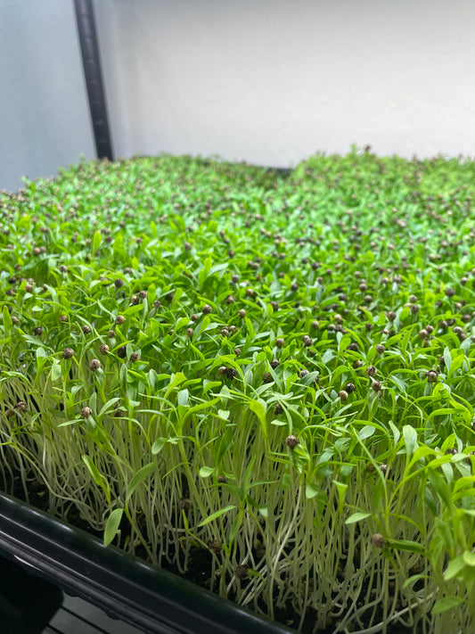 Cilantro Micro Greens