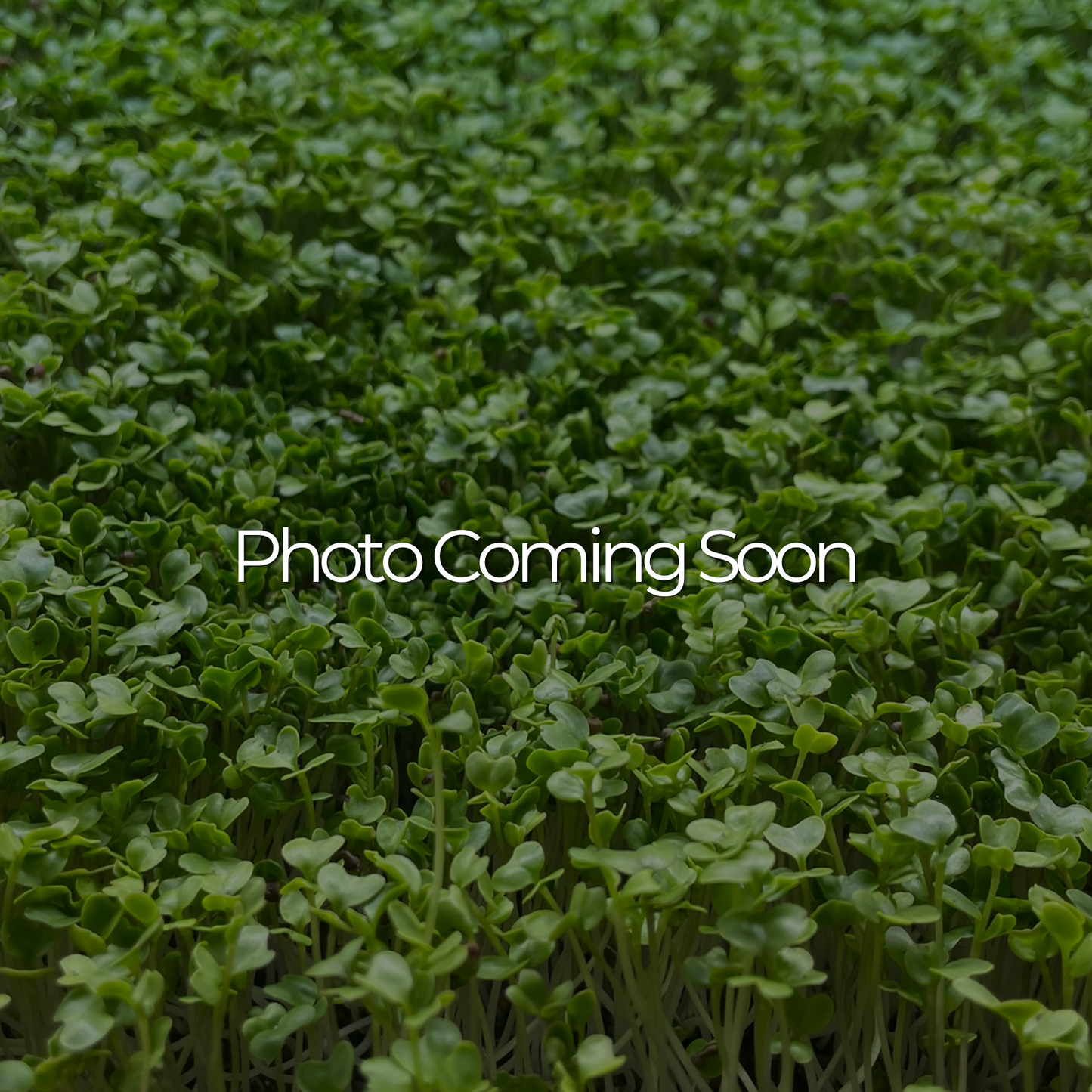 DIY MicroGreen Grow Kit Refill β 30 oz. Seed Pack + Growing Medium