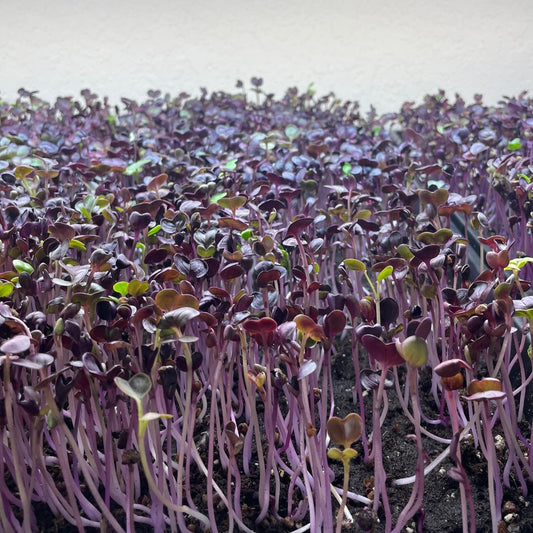 Radish Micro Greens