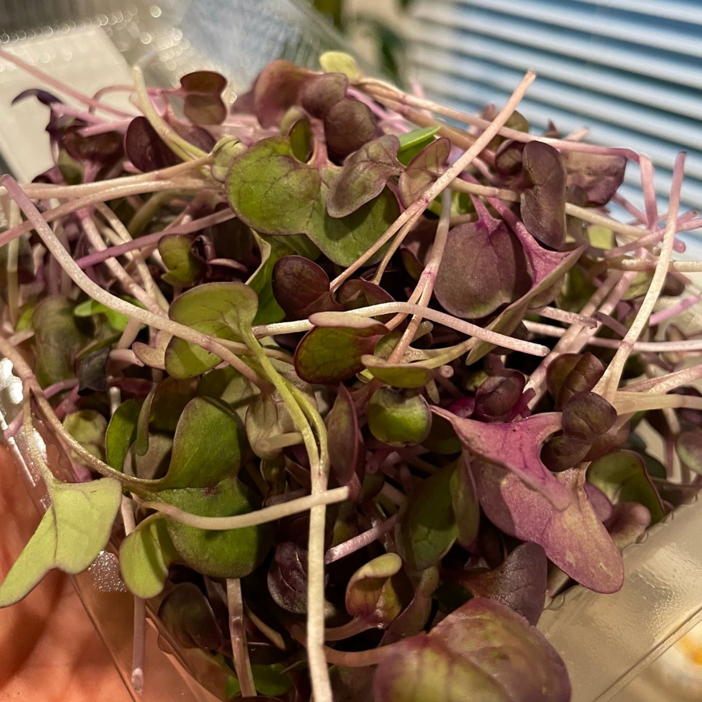 Radish Micro Greens