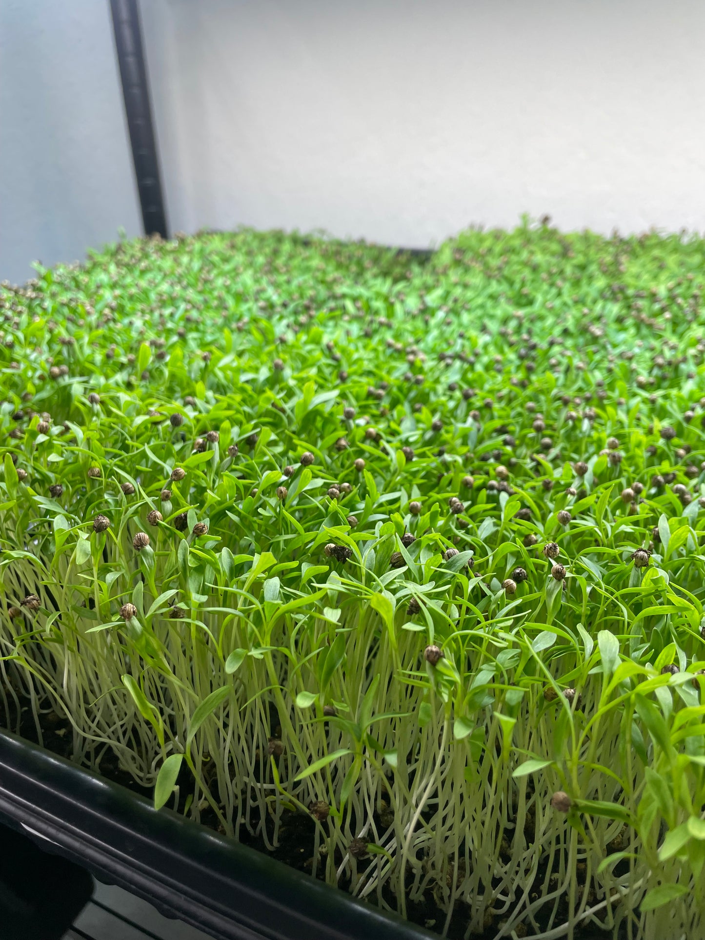 Cilantro Micro Greens
